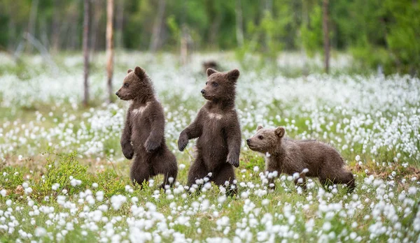 Bruine Berenwelpen Spelen Het Veld Tussen Witte Bloemen Bear Cubs — Stockfoto