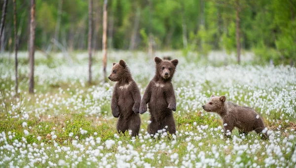 Filhotes Urso Marrom Brincando Campo Entre Flores Brancas Bear Cubs — Fotografia de Stock