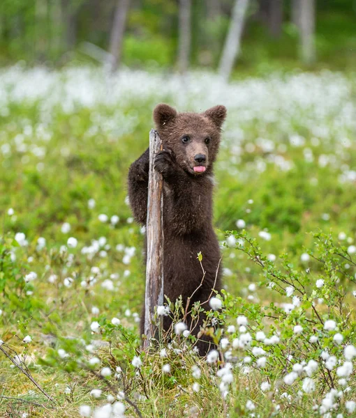 Filhote Urso Marrom Brincando Campo Entre Flores Brancas Bear Cub — Fotografia de Stock