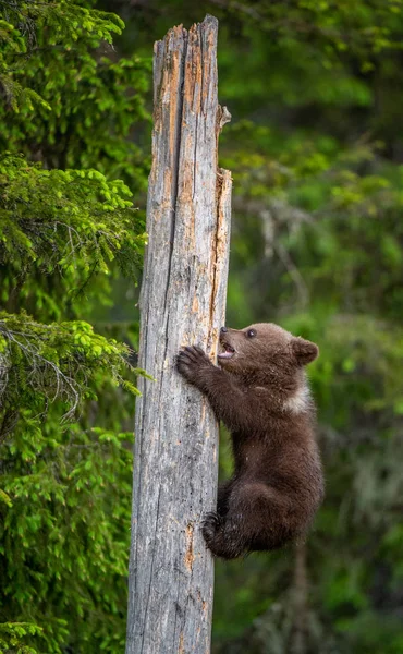 Cub of Brown bear climb on the tree.The bear cub climbing on the tree. (Ursus Arctos Arctos) Brown Bear.