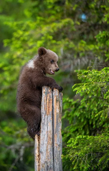 Cub of Brown bear climb on the tree.The bear cub climbing on the tree. (Ursus Arctos Arctos) Brown Bear.