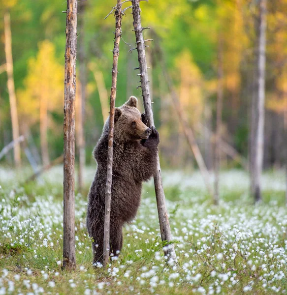 Niedźwiedź Stojący Tylnych Nogach Bagnach Ursus Arctos Niedźwiedź Brunatny — Zdjęcie stockowe