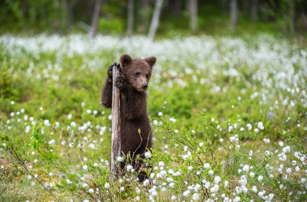 Filhote Urso Marrom Brincando Campo Entre Flores Brancas Bear Cub — Fotografia de Stock