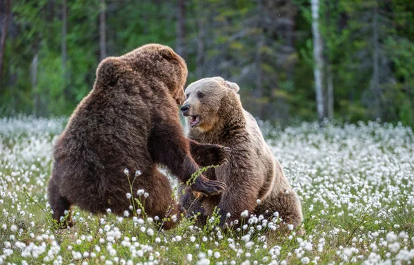 Два Медведя Сражаются Летнем Лесу Среди Белых Цветов Научное Название — стоковое фото