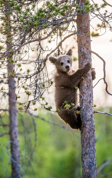 Cub of Brown bear climb on the tree.The bear cub climbing on the tree. (Ursus Arctos Arctos) Brown Bear.