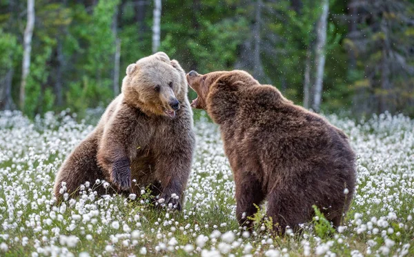 Dois Ursos Lutando Floresta Verão Entre Flores Brancas Nome Científico — Fotografia de Stock