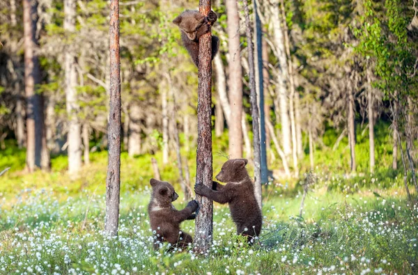 Cubs of Brown bear climb on the tree.The bear cubs climbing on the tree. (Ursus Arctos Arctos) Brown Bear.