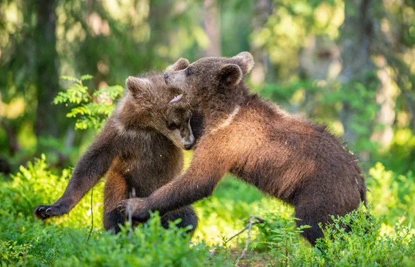 茶色のクマ カブスふざけて戦い 科学的な名前 Ursus Arctos Arctos 夏の緑の森のバック グラウンド 自然の生息地 — ストック写真