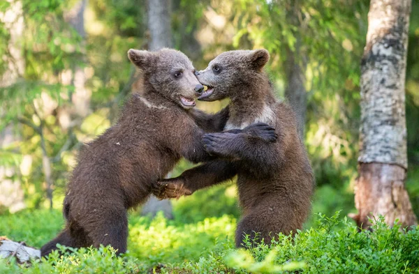 Brown Bear Cubs Juguetonamente Luchando Nombre Científico Ursus Arctos Arctos —  Fotos de Stock