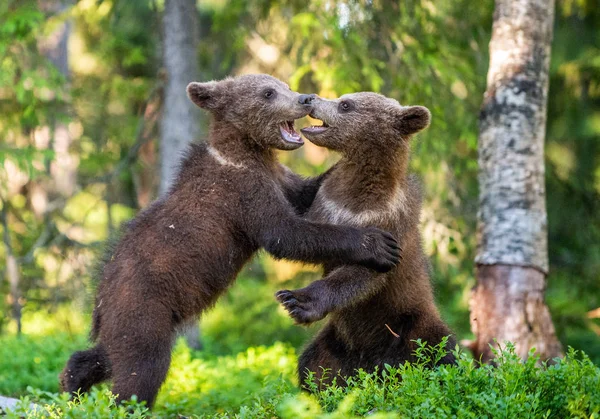 茶色のクマ カブスふざけて戦い 科学的な名前 Ursus Arctos Arctos 夏の緑の森のバック グラウンド 自然の生息地 — ストック写真