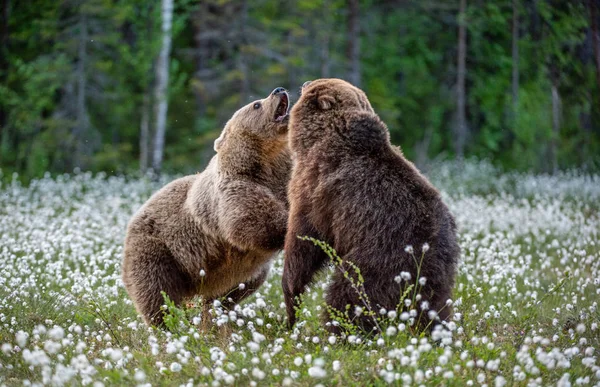 Dois Ursos Lutando Floresta Verão Entre Flores Brancas Nome Científico — Fotografia de Stock