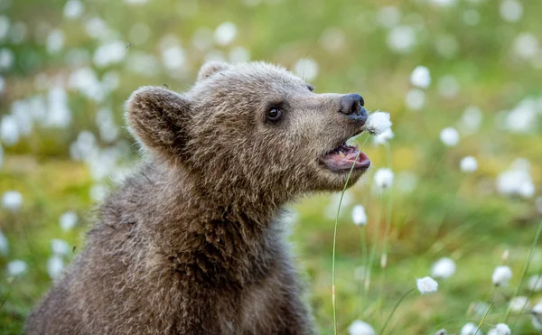 Filhote Urso Castanho Retrato Perto Filhote Urso Marrom Brincando Campo — Fotografia de Stock