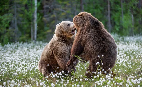 Twee Beren Vechten Het Zomerwoud Tussen Witte Bloemen Wetenschappelijke Naam — Stockfoto