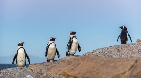 Los Pingüinos Africanos Costa Pedregosa Tarde Del Crepúsculo Con Cielo —  Fotos de Stock