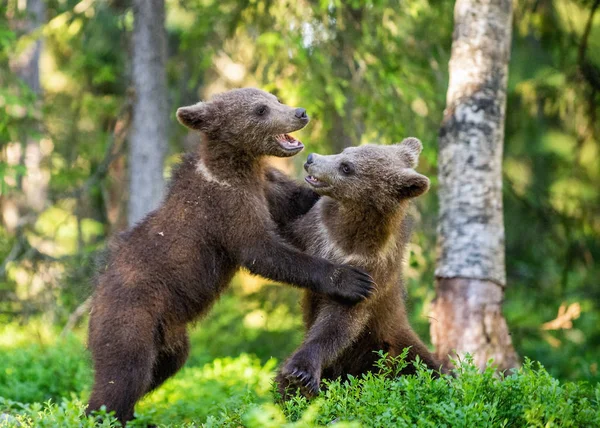 Cuccioli Orso Bruno Combattono Scherzosamente Nome Scientifico Ursus Arctos Arctos — Foto Stock