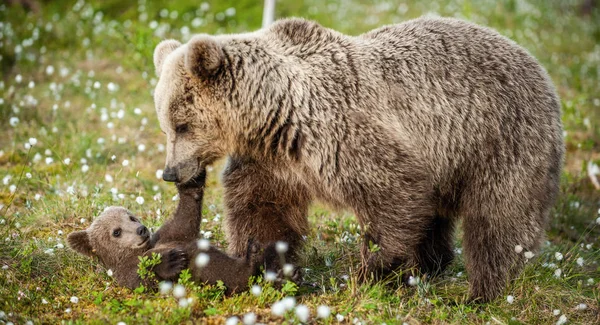 Αρκουδάκι Και Αρκουδάκι Της Καφέ Αρκούδας Στο Δάσος Καλοκαίρι Επιστημονική — Φωτογραφία Αρχείου