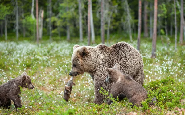 Brunbjörn Med Kanin Cubs Och She Bear Brunbjörn Med Byte — Stockfoto