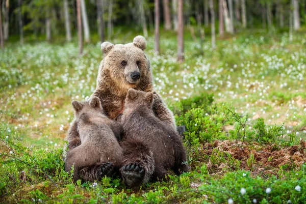 Ursa Que Alimenta Filhotes Leite Materno Urso Pardo Nome Científico — Fotografia de Stock