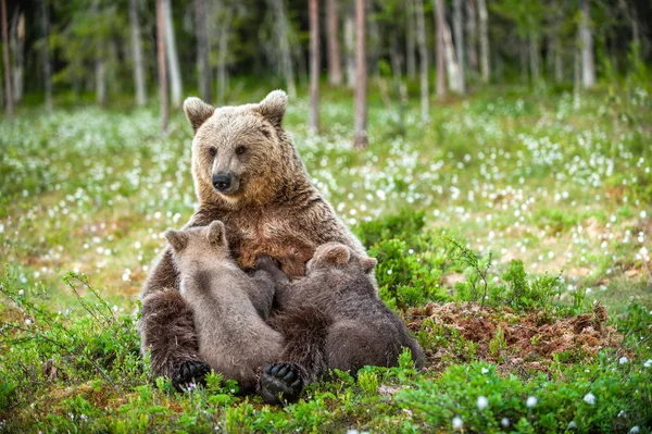 Ursa Filhotes Ursos Castanhos Floresta Hora Verão Entre Flores Brancas — Fotografia de Stock
