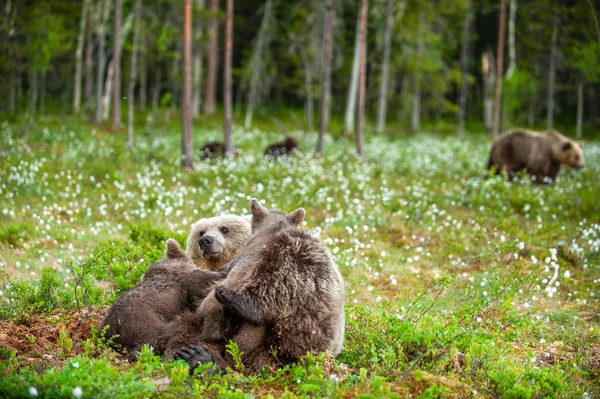 Ursa Que Alimenta Filhotes Leite Materno Urso Pardo Nome Científico — Fotografia de Stock
