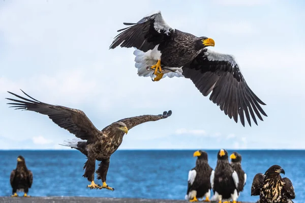 Foto Stock Aquile Foto Immagini Aquile Depositphotos