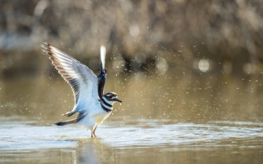 Göletteki kanatları açık bir katil geyik. Bilimsel adı Charadrius Vociferus. Doğal yaşam alanı. Küba.