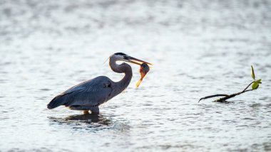 Büyük mavi balıkçıl. Bilimsel adı Ardea Herodias. Doğal yaşam alanı. Küba.