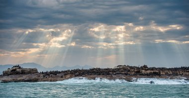 Deniz Burnu. Adadaki fok kolonisi. Güneşin ışınları bulutların arasından şafak vakti gökyüzünde, dalgalar kayalarda kırılıyor. Yanlış bölme. Güney Afrika.