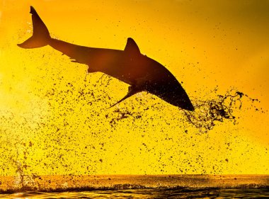 Büyük Beyaz Köpekbalığı 'nın silueti. Güneşin kızıl gökyüzü. Büyük Beyaz Köpekbalığı saldırıyor. Bilimsel adı Carcharodon carcharias. Güney Afrika.