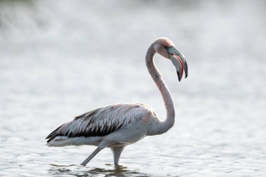 Juvenile American Flamingo ya da Karayip flamingosu, Bilimsel adı Phoenicopterus ruber. Küba.