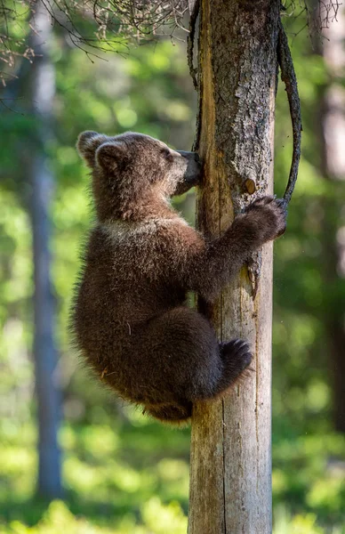 Filhote Urso Marrom Sobe Uma Árvore Habitat Natural Floresta Verão — Fotografia de Stock