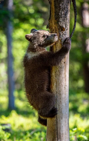 Brown bear cub climbs a tree. Natural habitat. Summer forest. Scientific name: Ursus arctos.