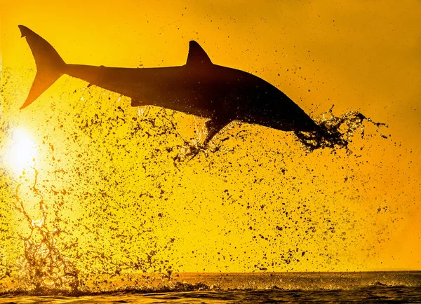Силуэт Прыжка Большой Белой Акулы Красное Небо Восхода Солнца Большая — стоковое фото