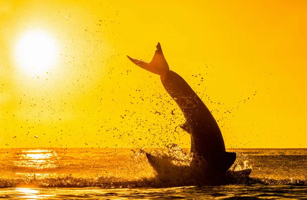 Silhouette Jumping Great White Shark Red Sky Sunrise Great White — Stock Photo, Image