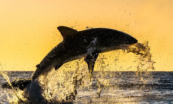 Silhouette of jumping Great White Shark. Red sky of sunrise. Great White Shark  breaching in attack. Scientific name: Carcharodon carcharias. South Africa.