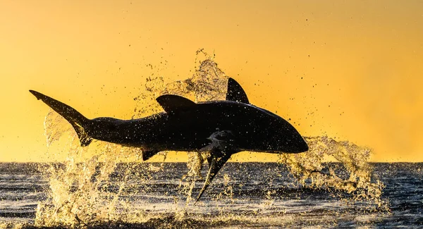 Silhouette Jumping Great White Shark Red Sky Sunrise Great White — Stock Photo, Image