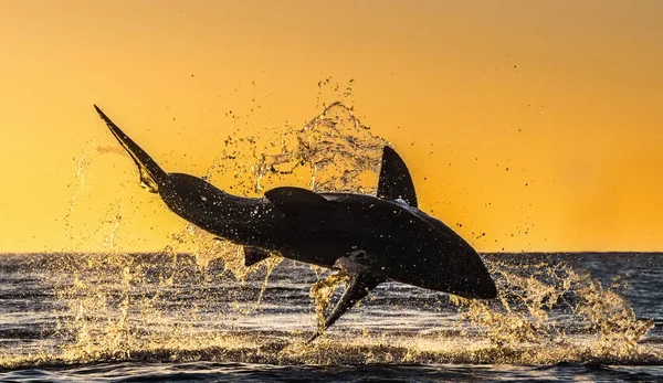 Silhouette Jumping Great White Shark Red Sky Sunrise Great White — Stock Photo, Image