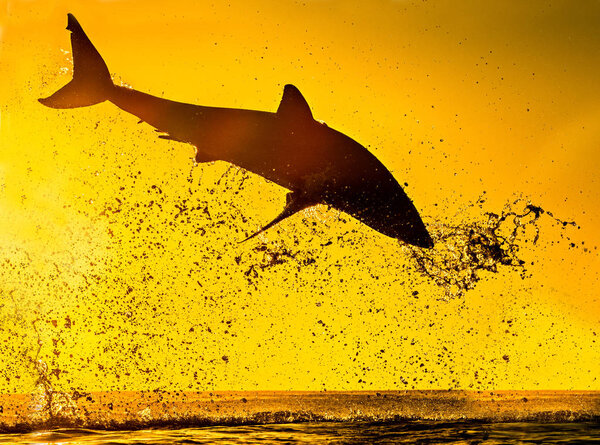 Силуэт прыжка с Большой Белой Акулы. Красное небо восхода солнца. Большая белая акула атакует. Научное название: Carcharodon carcharias. Южная Африка
.