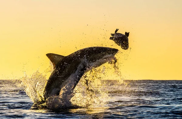 Sylwetka Skoku Wielkiego Białego Rekina Czerwone Niebo Wschodu Słońca Wielki — Zdjęcie stockowe