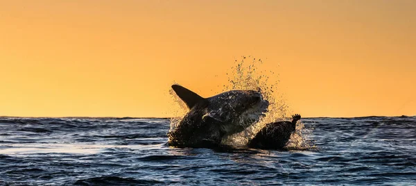 Silhouette Jumping Great White Shark Red Sky Sunrise Great White — Stock Photo, Image