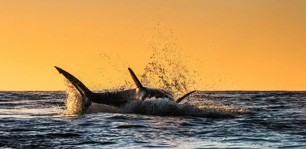 백상아리 점프의 실루엣 일출의 백상아리가 공격해 있습니다 학명은 Carcharodon Carchiras — 스톡 사진