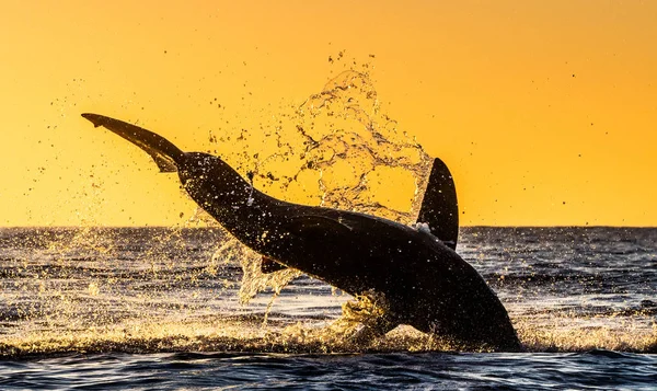 Silhouette Jumping Great White Shark Red Sky Sunrise Great White — Stock Photo, Image