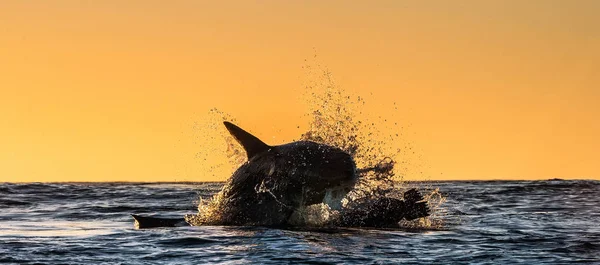 Silhueta Saltar Grande Tubarão Branco Céu Vermelho Nascer Sol Grande — Fotografia de Stock