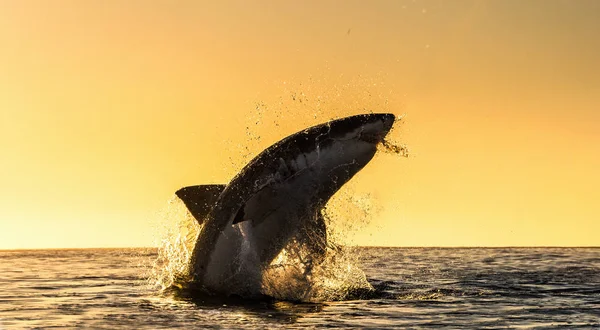 Silhouette Jumping Great White Shark Red Sky Sunrise Great White — Stock Photo, Image