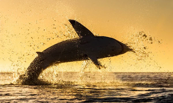 Silhouette Jumping Great White Shark Red Sky Sunrise Great White — Stock Photo, Image