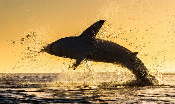 Silueta Salto Great White Shark Cielo Rojo Del Amanecer Gran —  Fotos de Stock