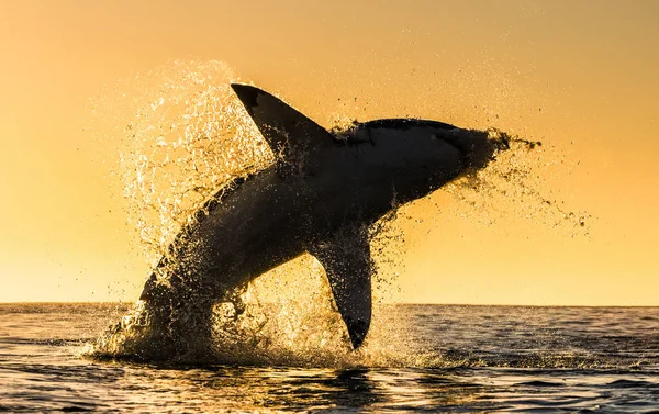 Silhouette of jumping Great White Shark. Red sky of sunrise. Great White Shark  breaching in attack. Scientific name: Carcharodon carcharias. South Africa.