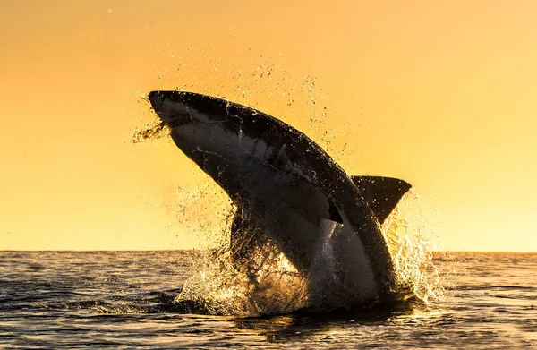 Silhouette Jumping Great White Shark Red Sky Sunrise Great White — Stock Photo, Image