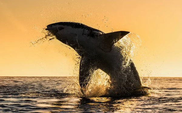 Silhouette Jumping Great White Shark Red Sky Sunrise Great White — Stock Photo, Image