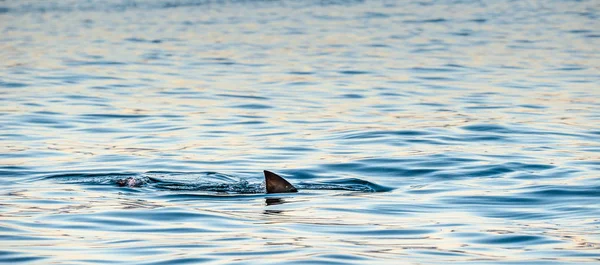 鲨鱼鳍在海面上 大白鲨在海里游泳 法尔斯湾 大西洋 — 图库照片